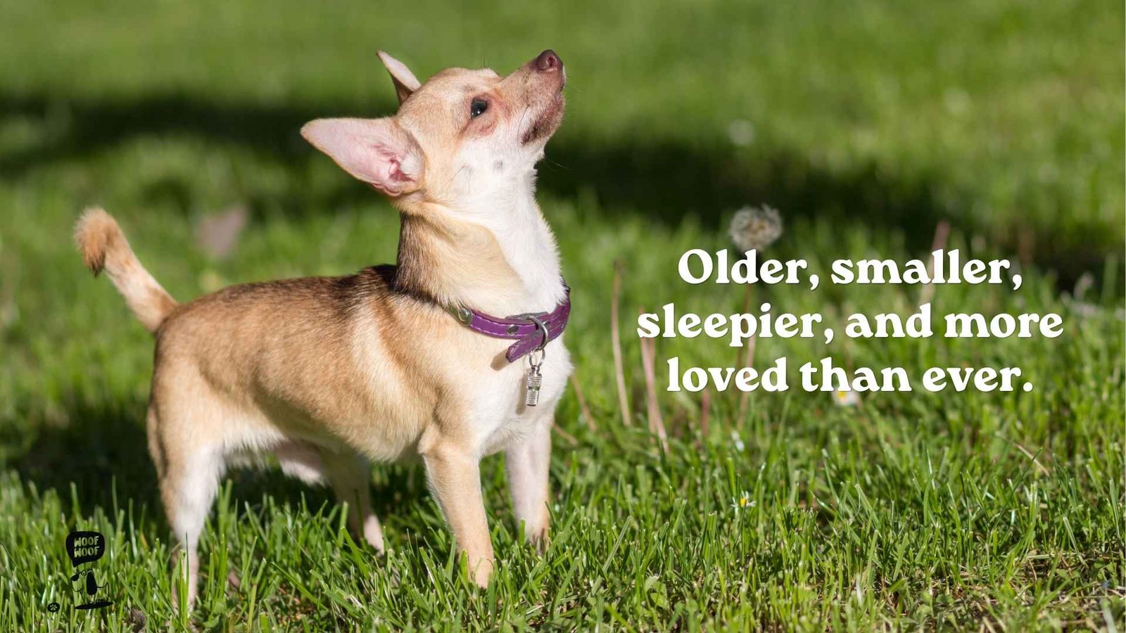 Quotes for Senior Small Dogs