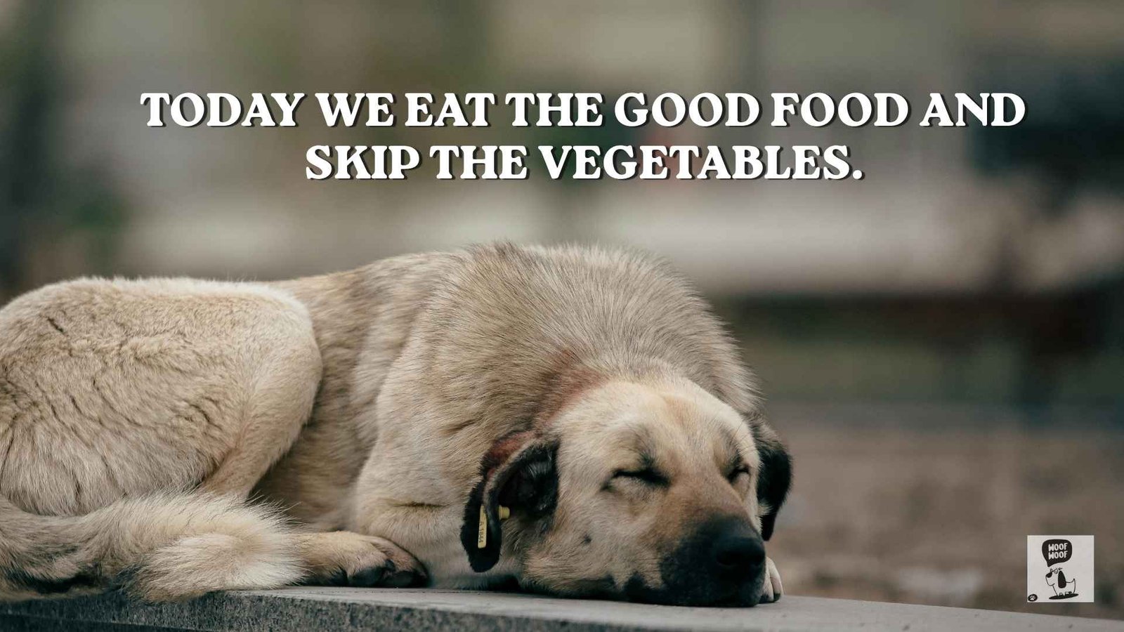 Quotes for Your Dog's Last Good Day