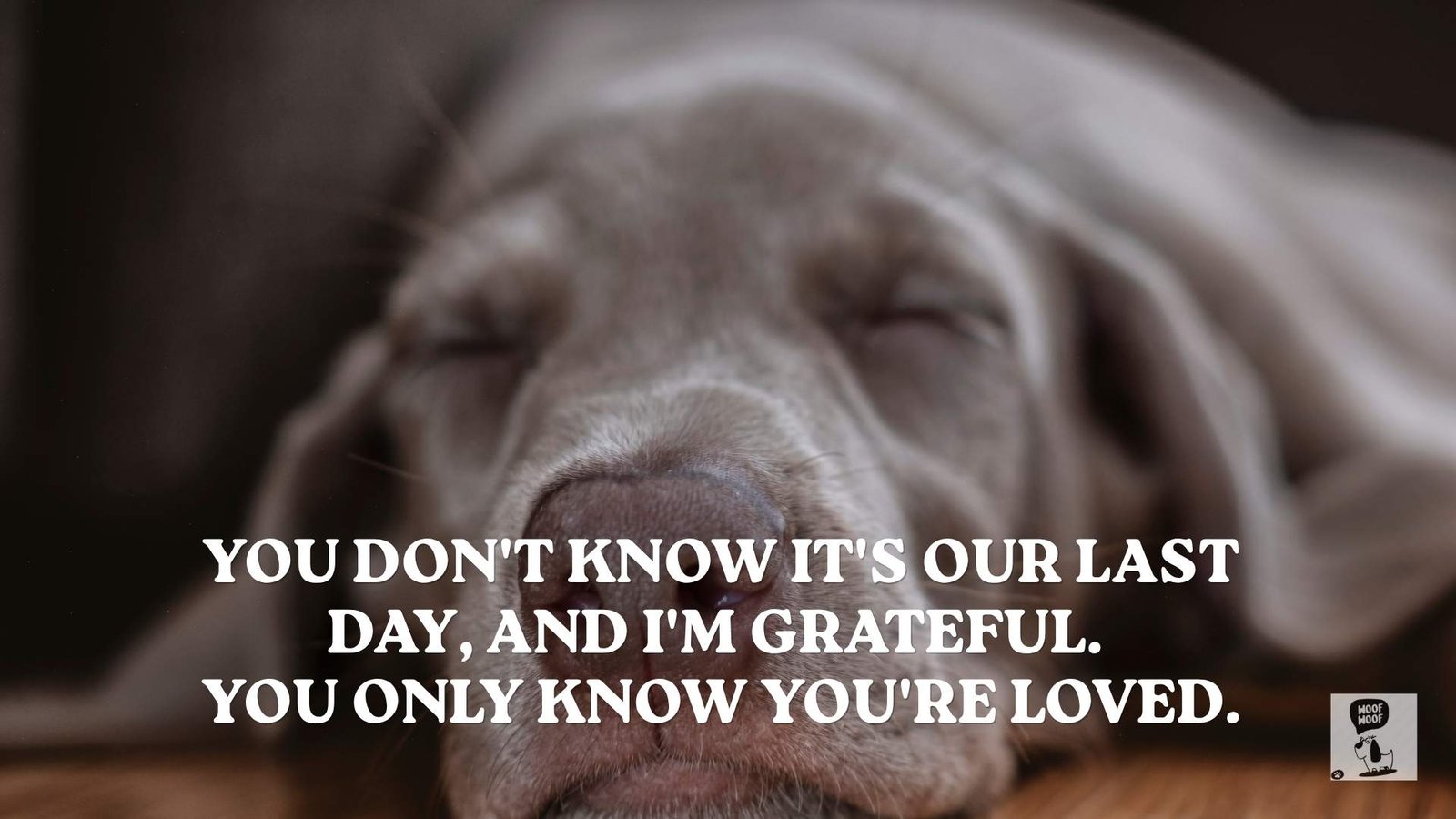 Quotes for the Last Day With Your Dog