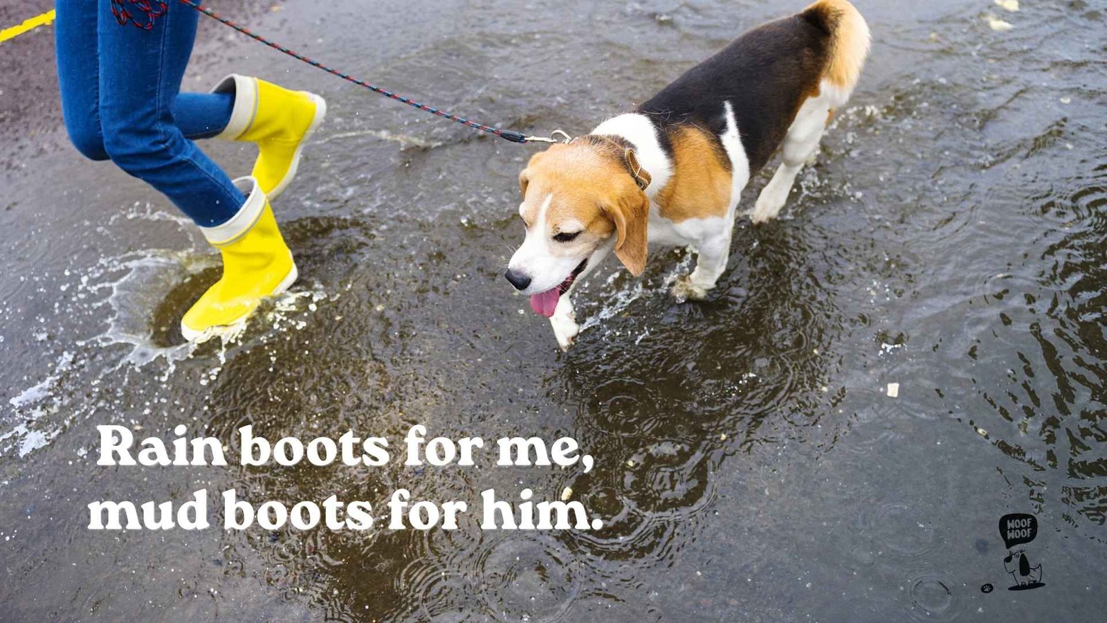 Rainy Day Dog Photo Captions