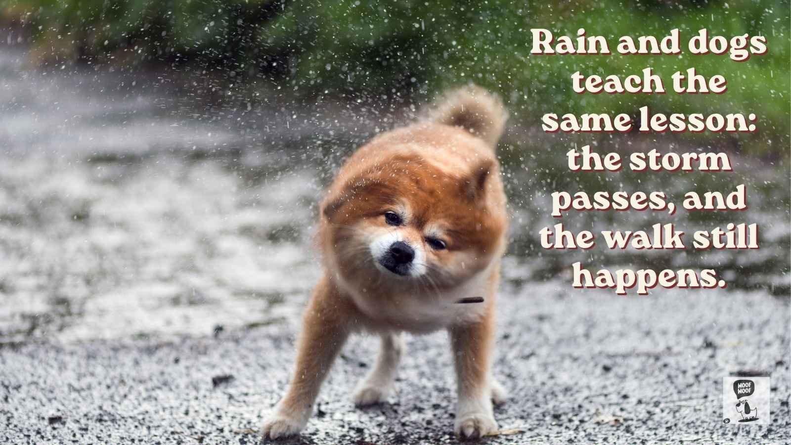 Rainy Day Dog Quotes