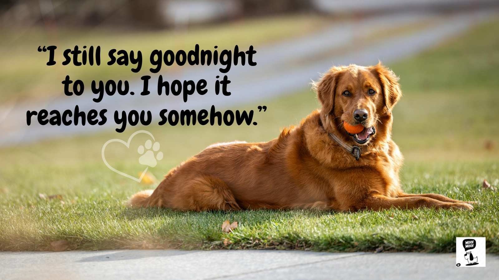 Remembering My Dog Quotes
