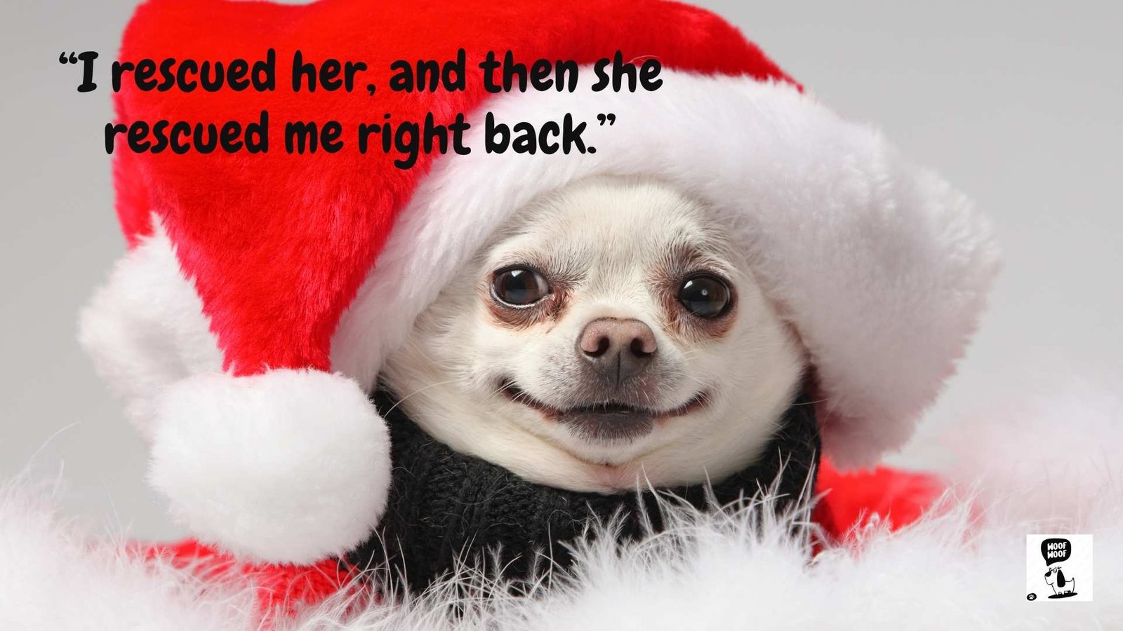 Rescue Dog Mom Quotes