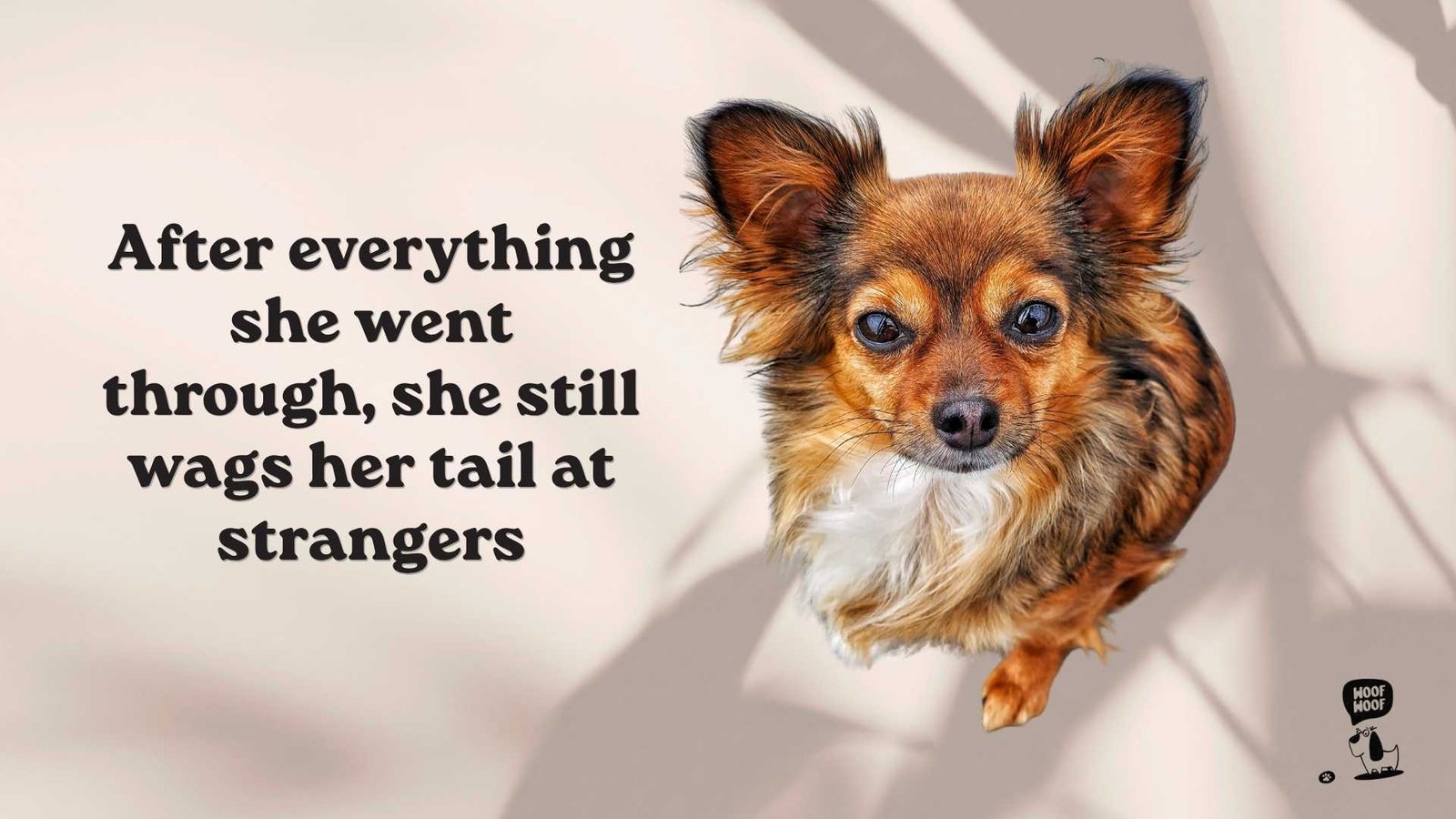 Rescue Dog Quotes They Still Love Unconditionally