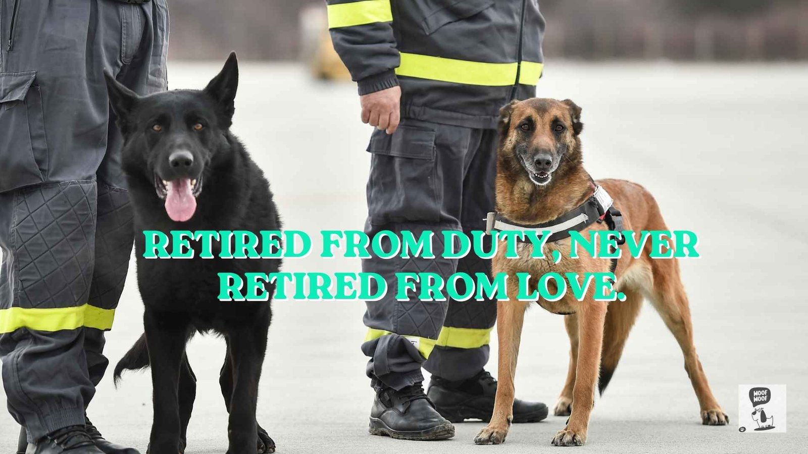Retired Working Dog Quotes and Thank-You Lines