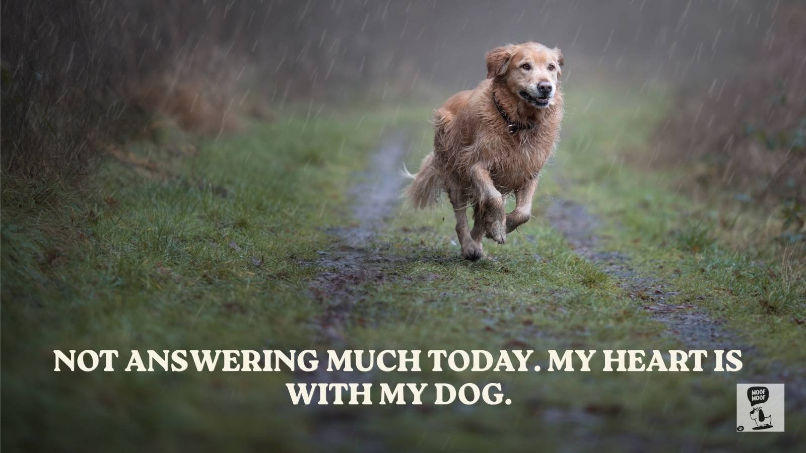 Sad Status for Dog Death