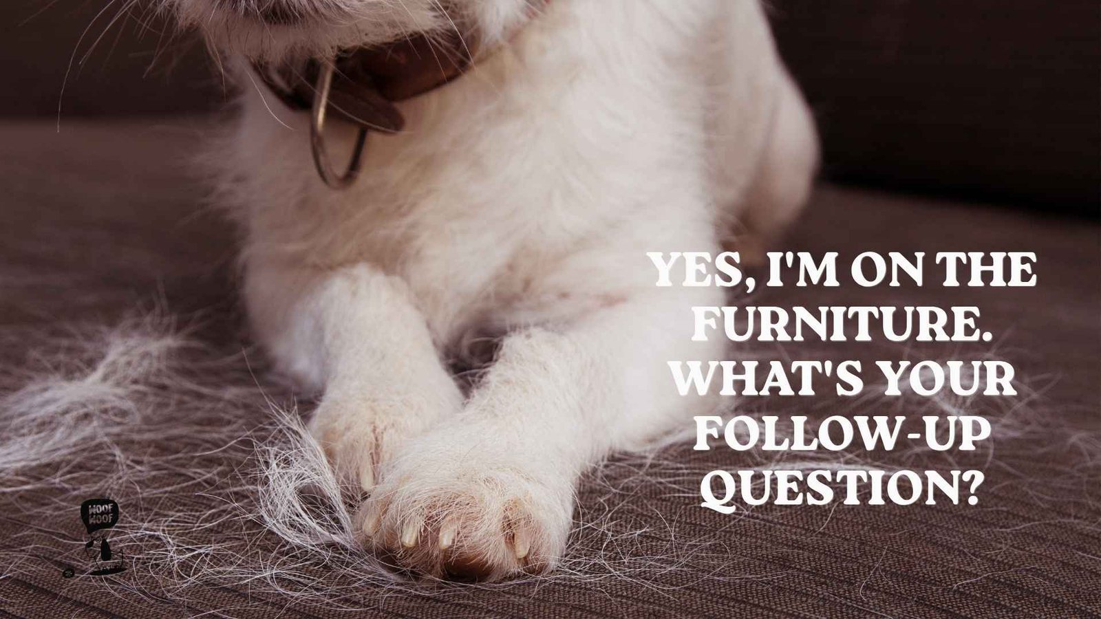 Sassy Funny Dog Captions From Your Dog's Point of View