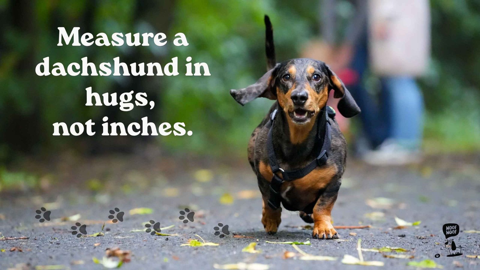 Sausage Dog Quotes About Long Bodies and Short Legs