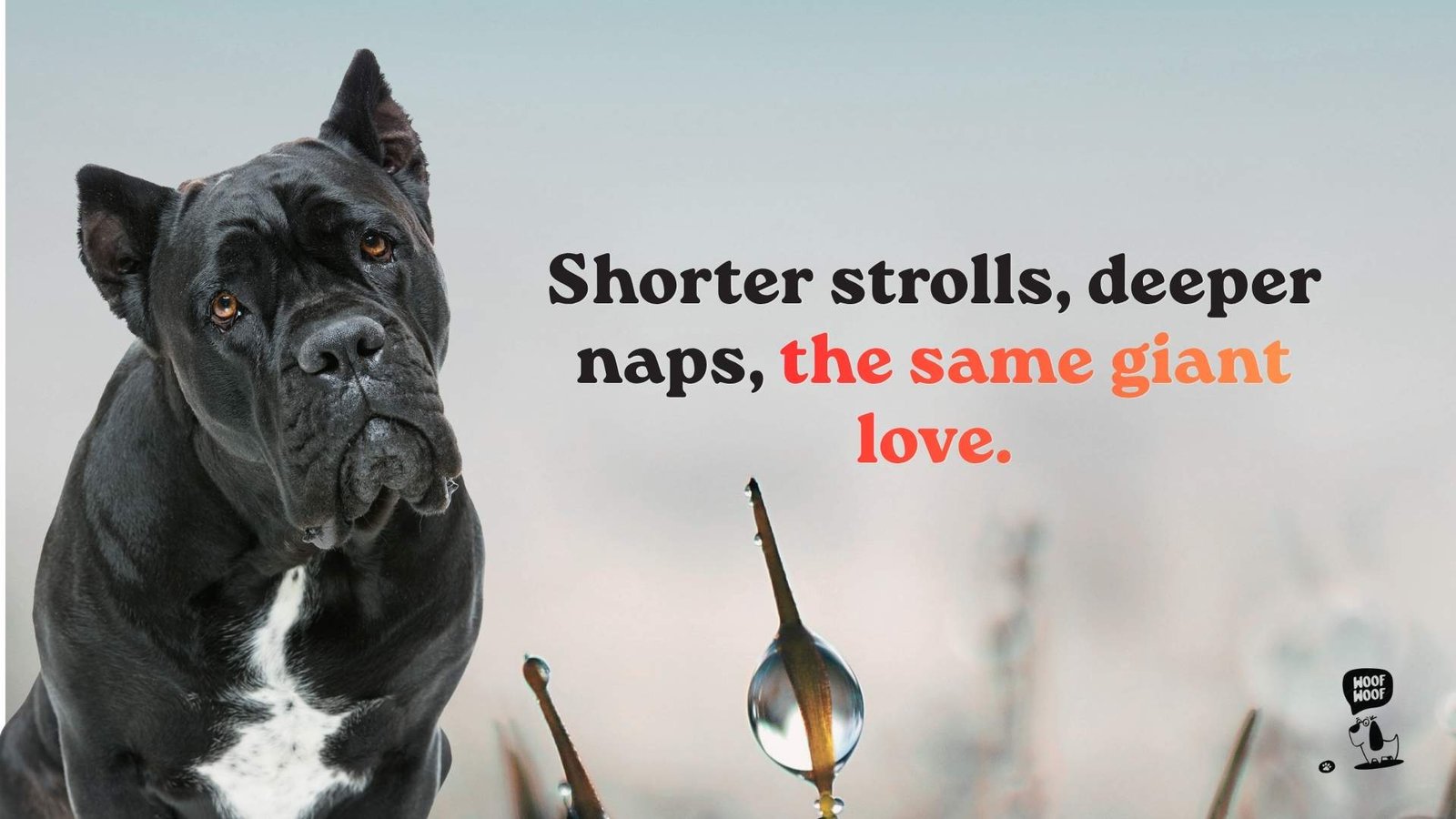 Senior Cane Corso Quotes