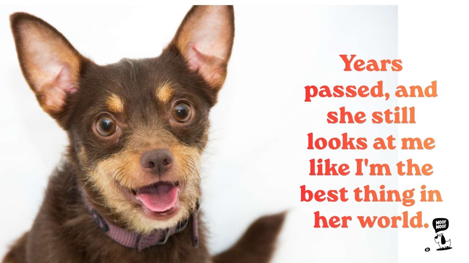 Senior Dog Pure Love Quotes