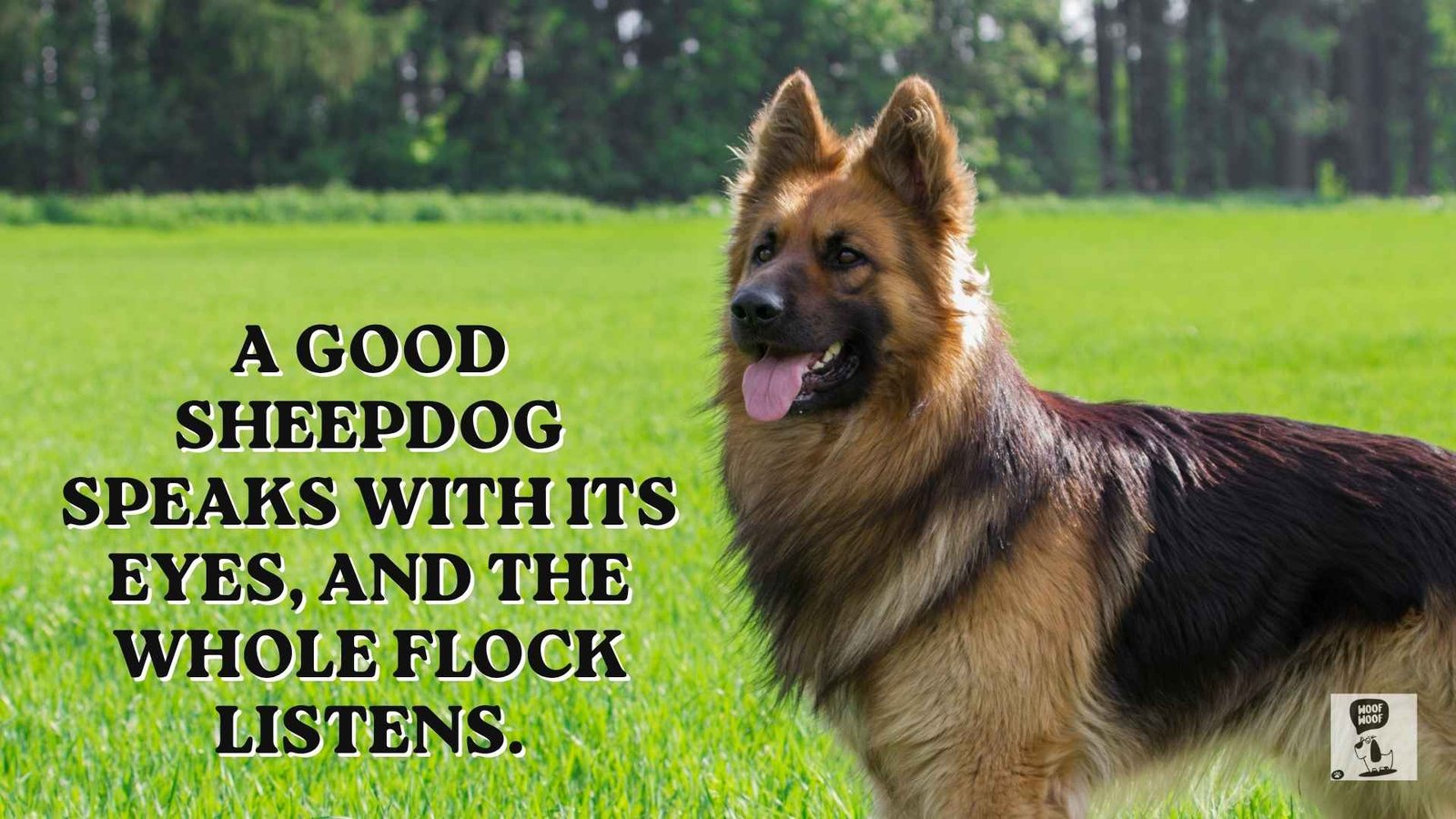 Sheepdog and Herding Dog Quotes