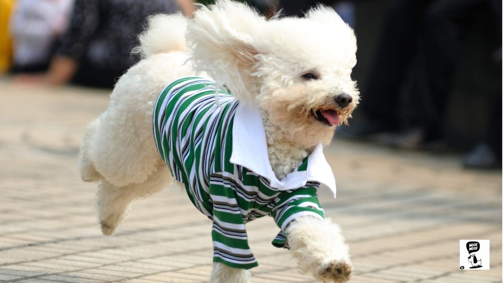 Shirts With Dog Sayings