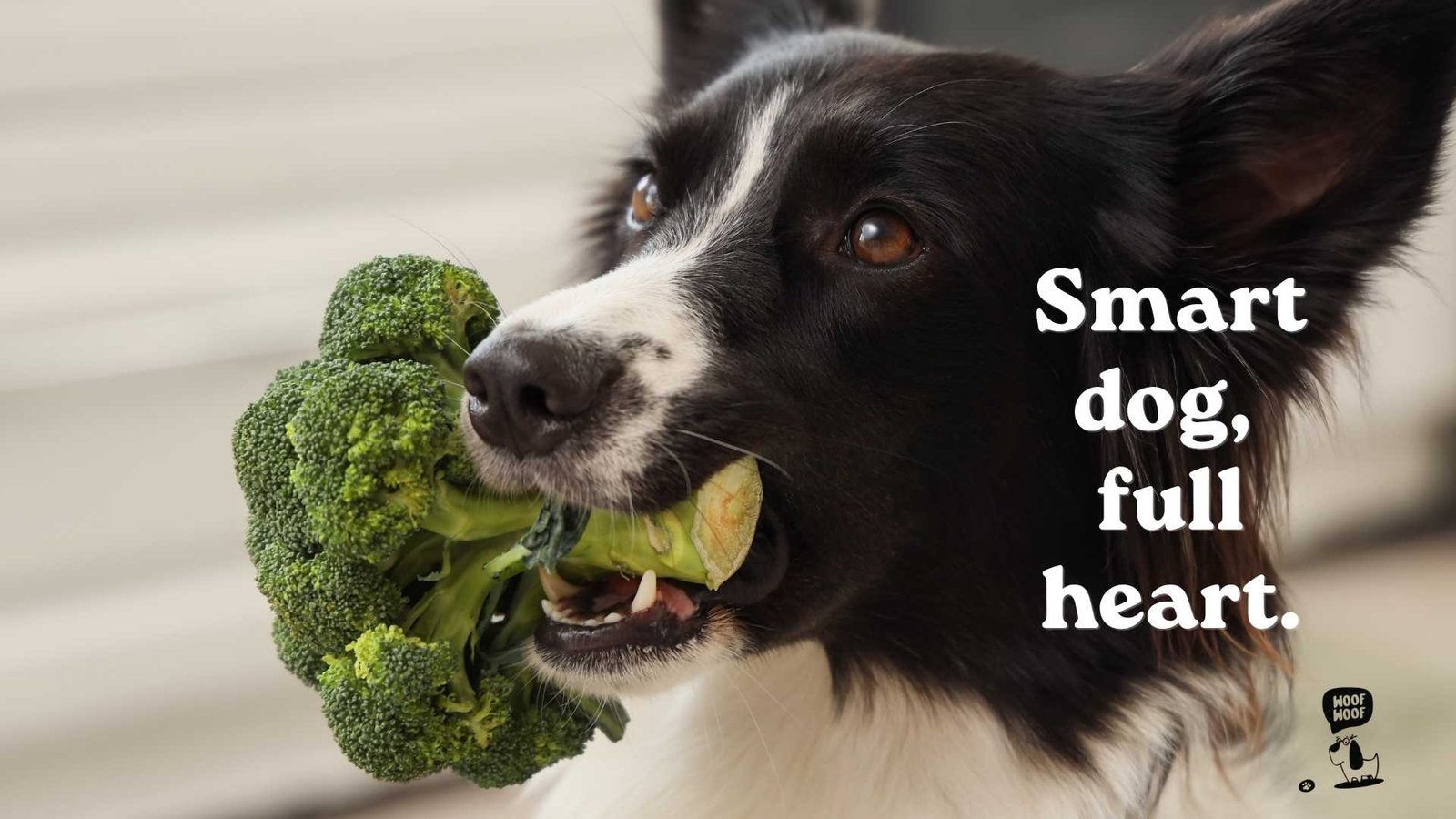Short Border Collie Sayings