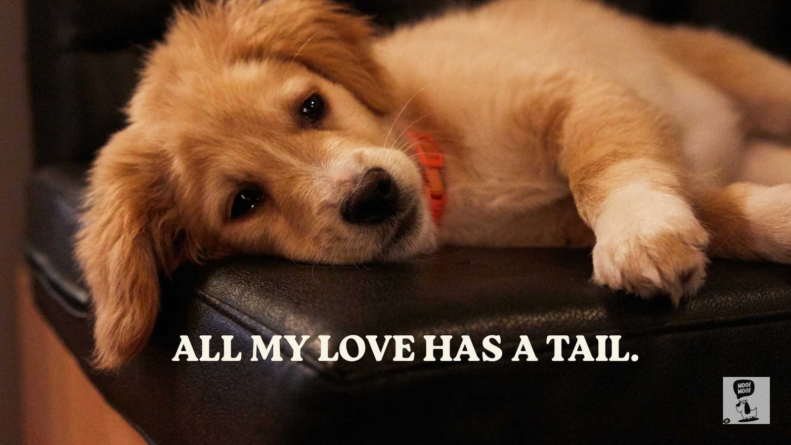 Short Cute Dog Love Quotes and Captions