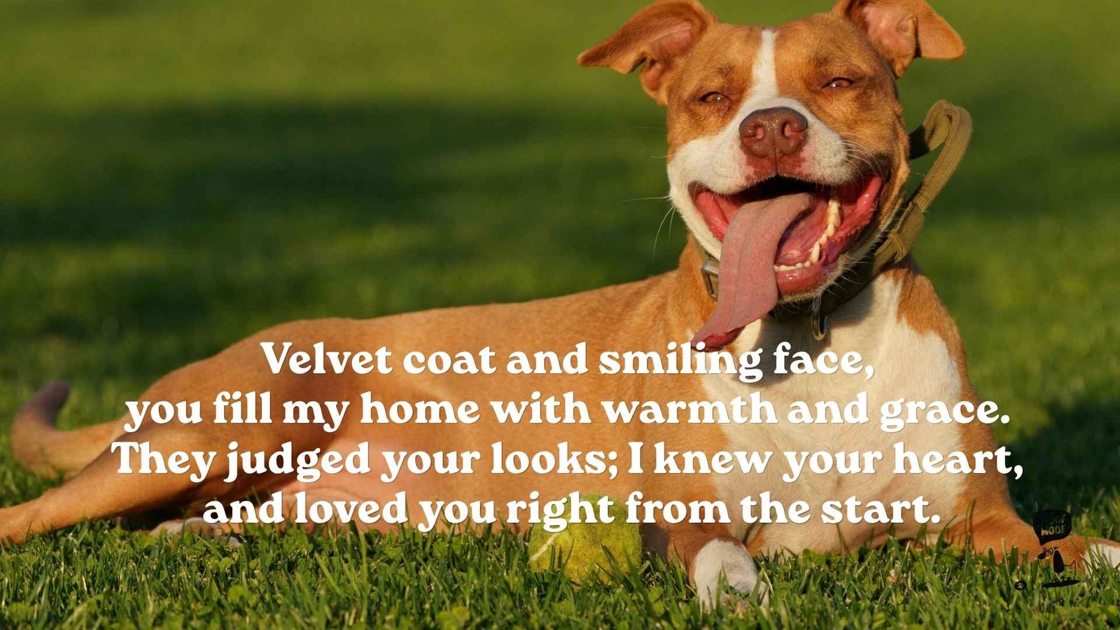 Short Pit Bull Poems