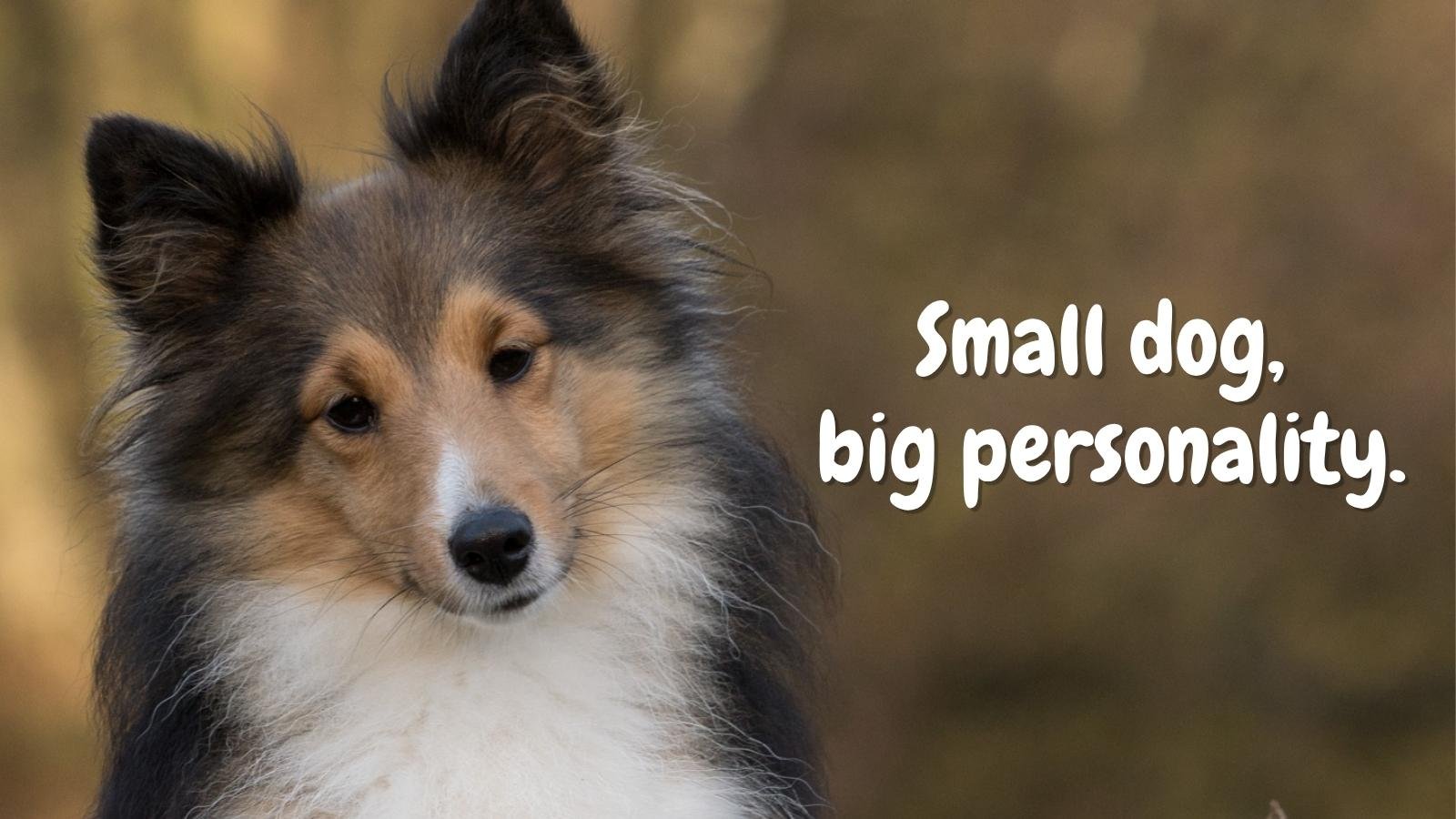 Short Puppy Quotes