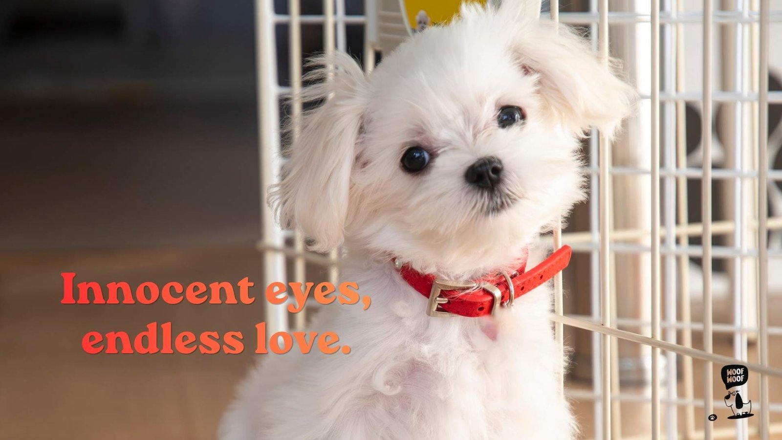 Short Pure Love Dog Quotes