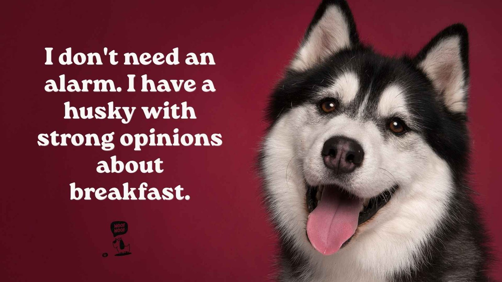 Siberian Husky Quotes for Husky Moms and Dads