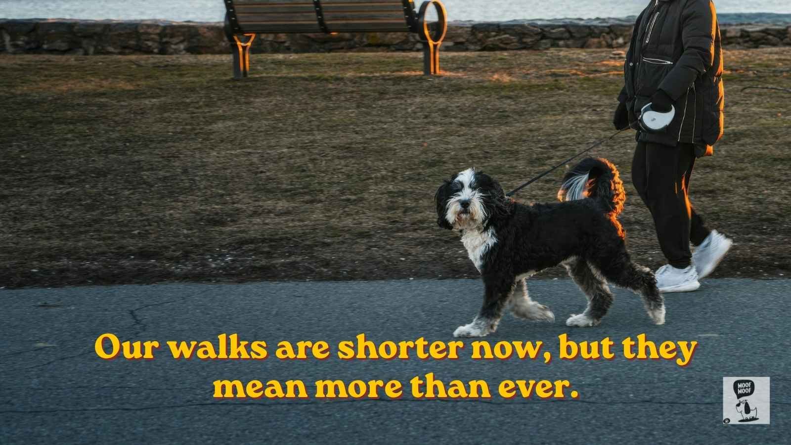 Slow Walks With an Old Dog