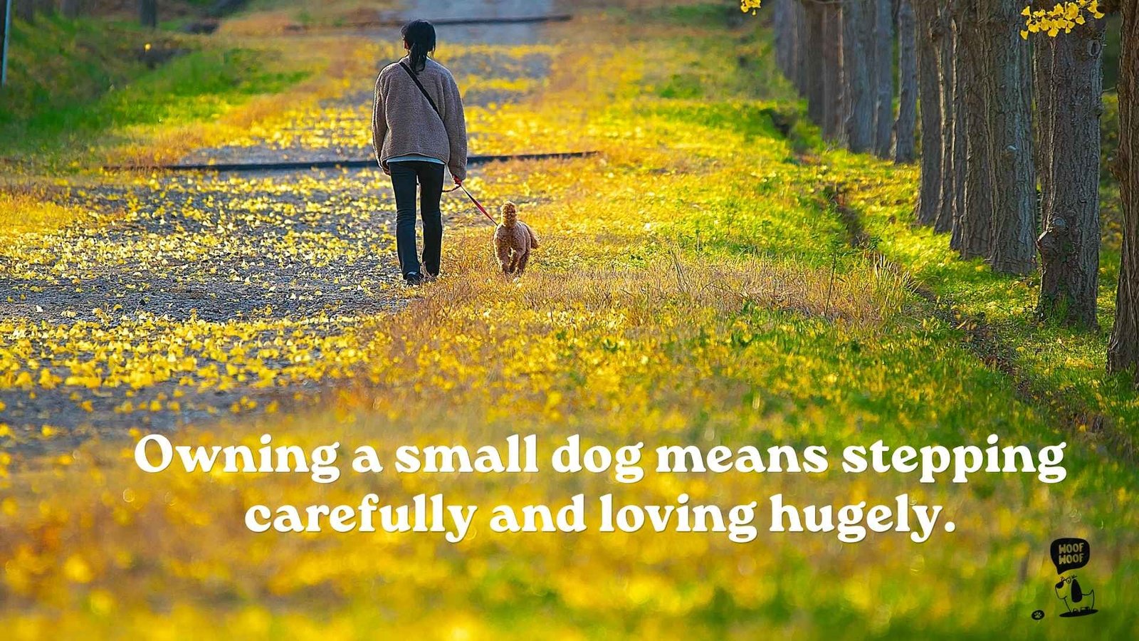 Small Dog Quotes for Proud Owners