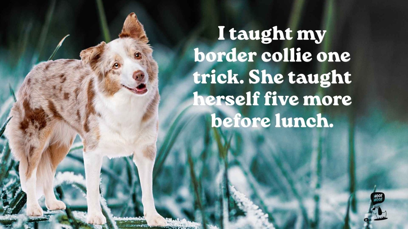 Smart Border Collie Quotes