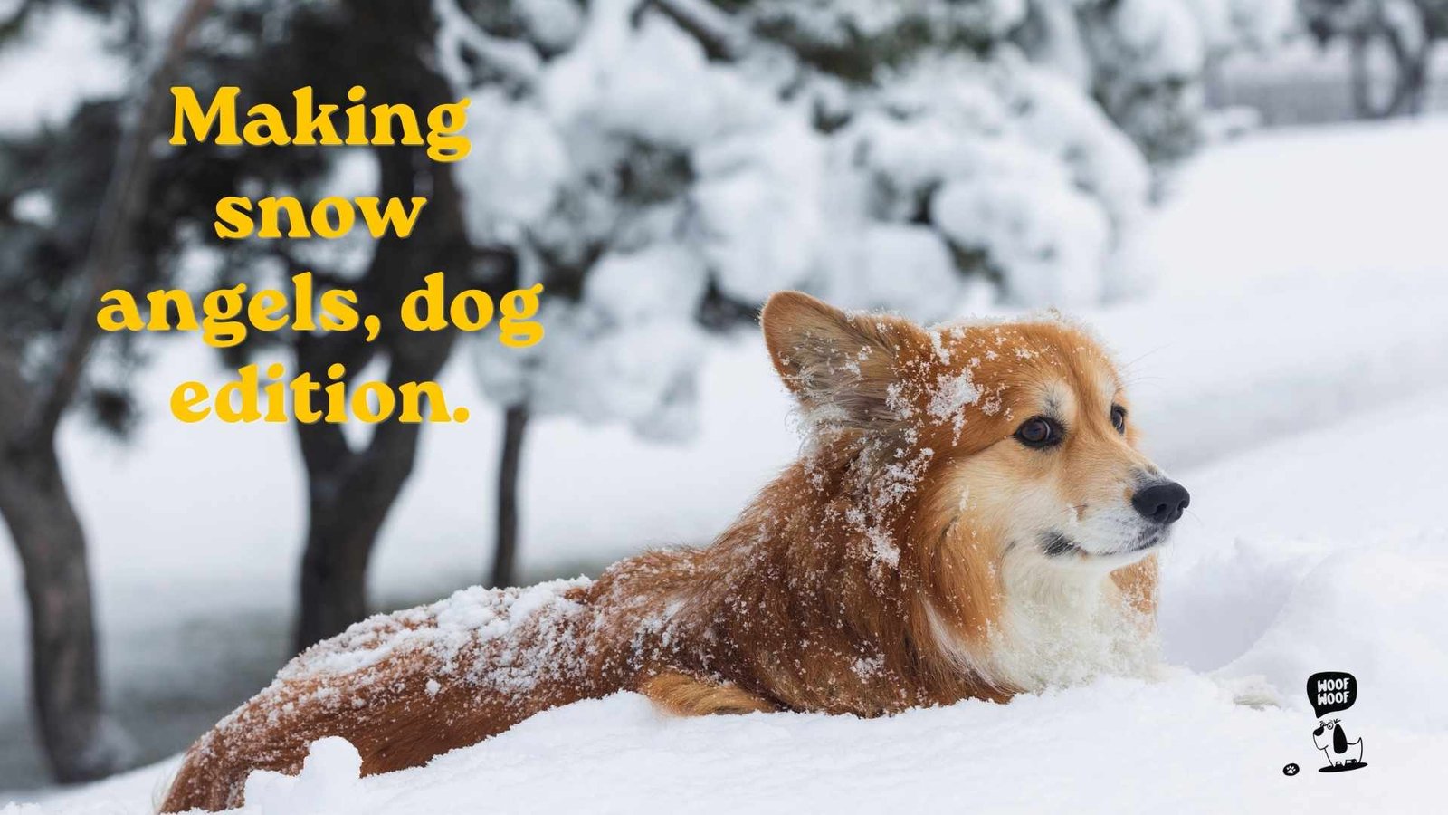 Snow Dog Photo Captions