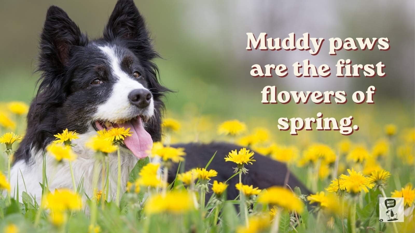 Spring Dog Quotes and Captions