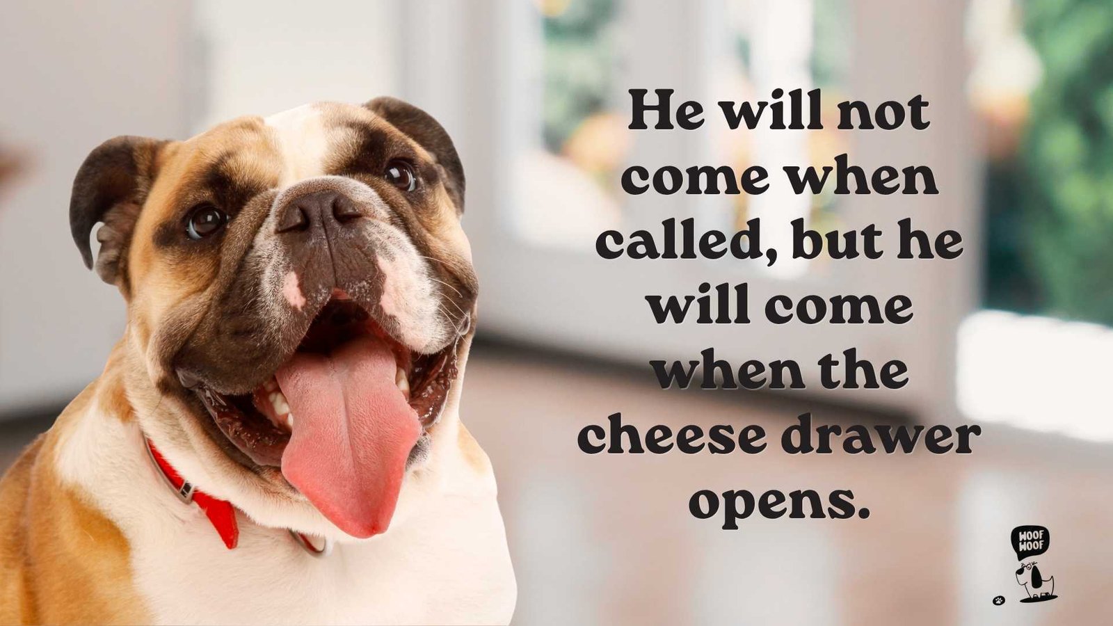 Stubborn Bulldog Sayings