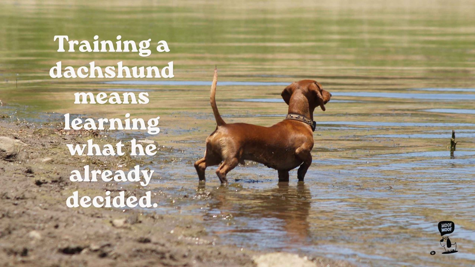Stubborn Wiener Dog Sayings