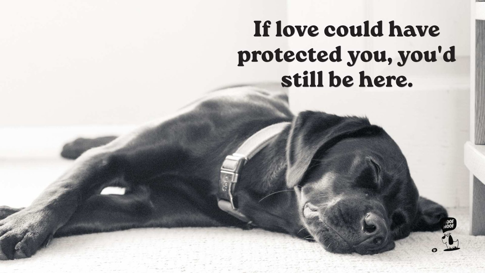 Sudden Loss of a Dog Quotes for Guilt and What If