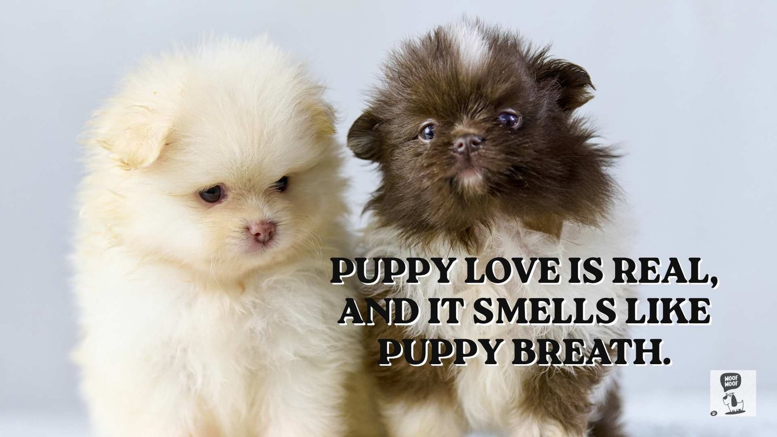 Sweet Puppy Love Quotes