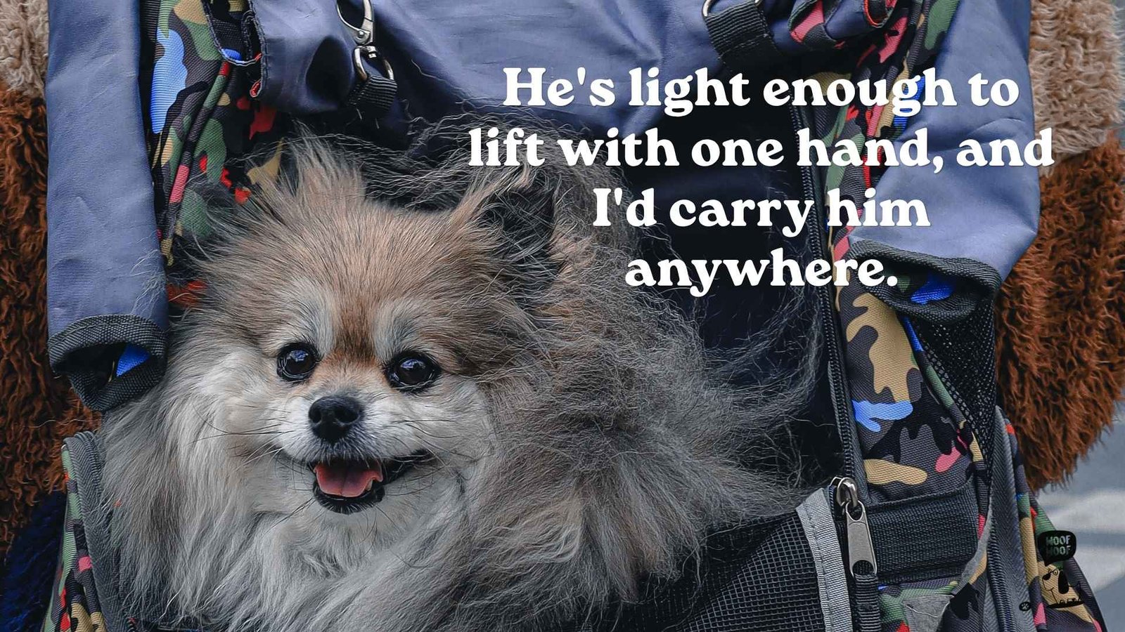 Sweet Small Dog Quotes About Love