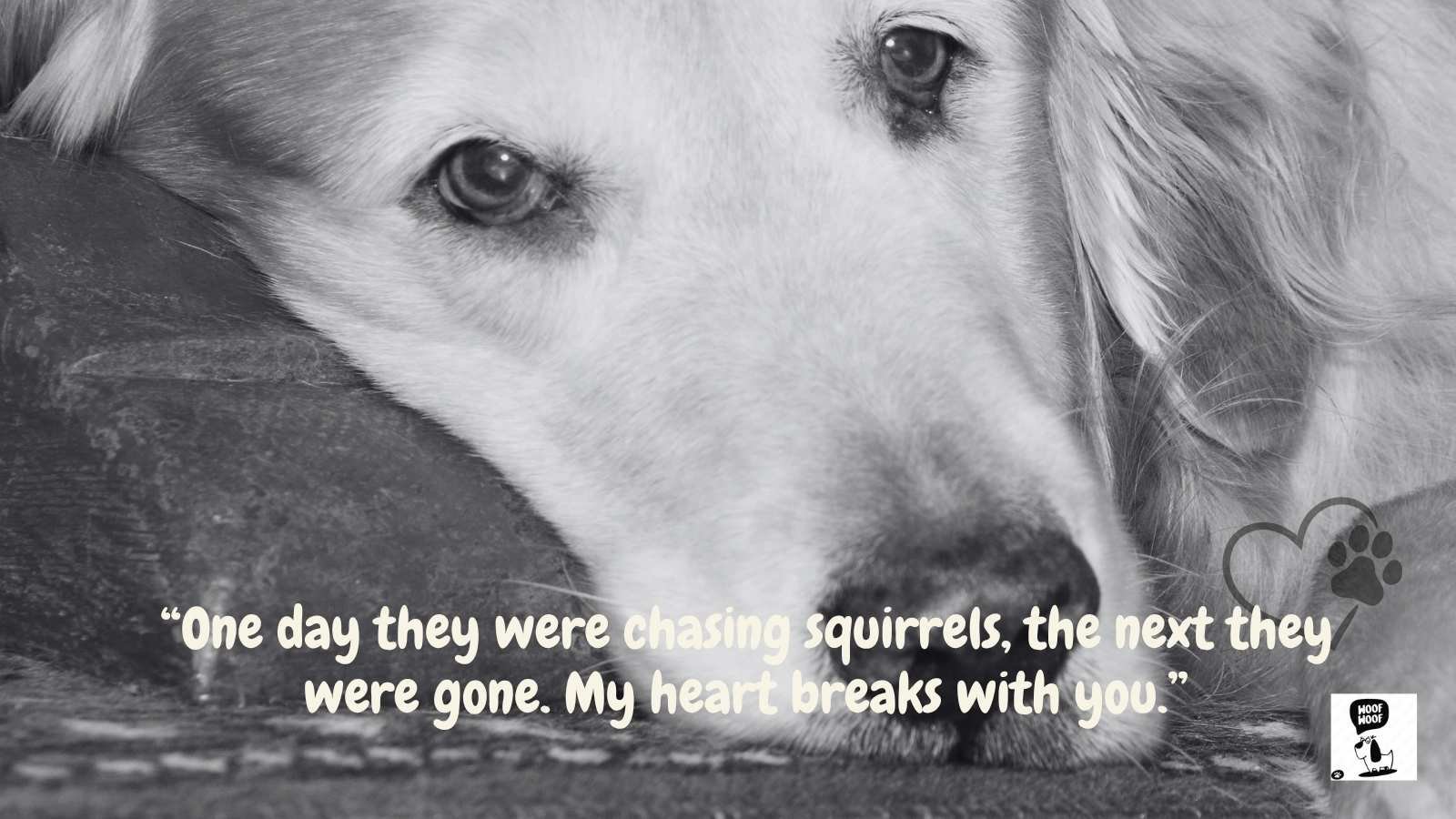 Sympathy for a Sudden Loss or a Senior Dog