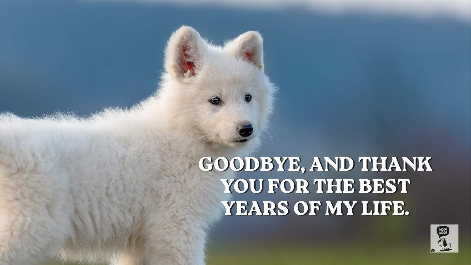 Thank You and Goodbye Quotes for Dogs