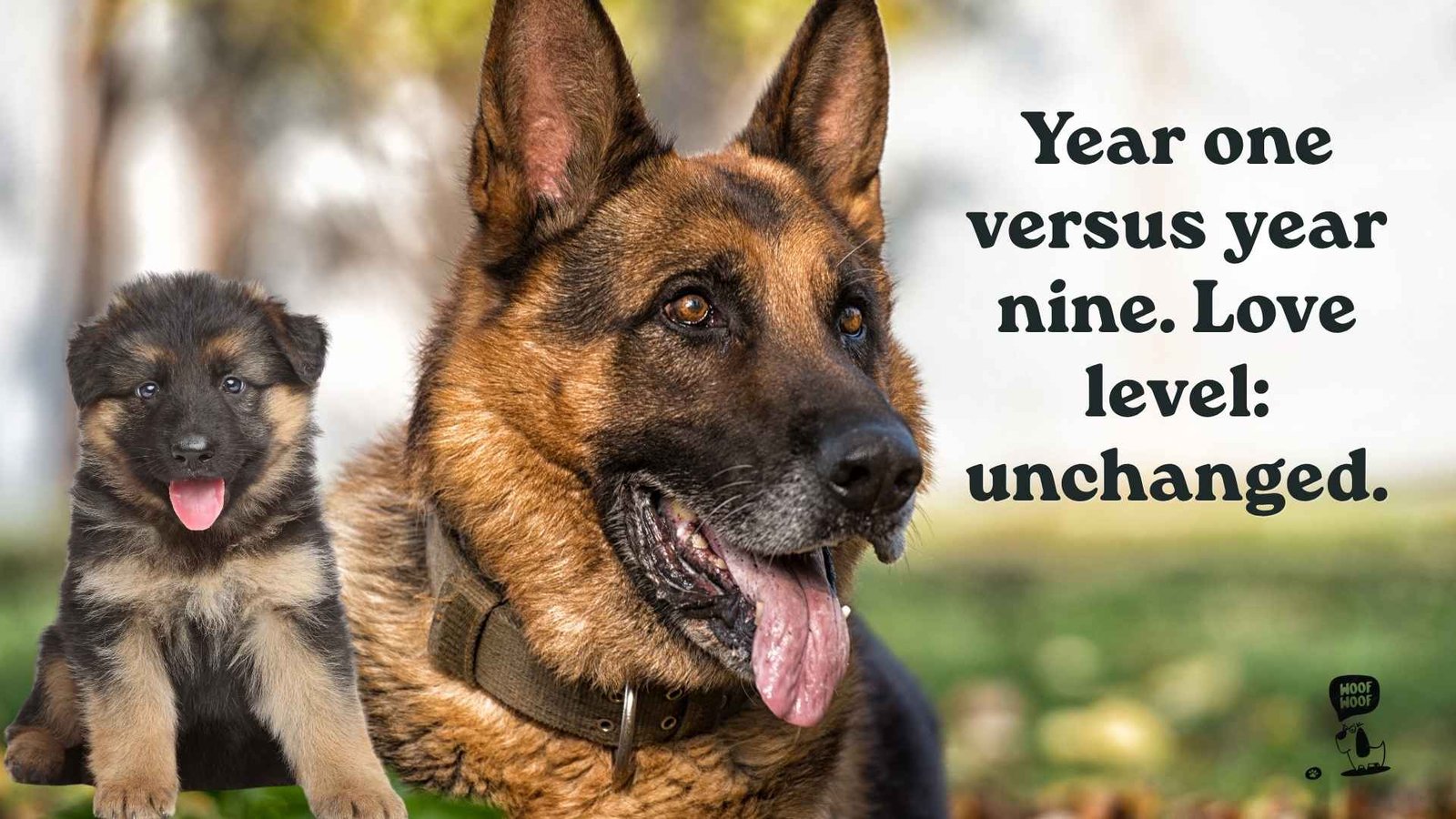Then and Now Dog Photo Captions