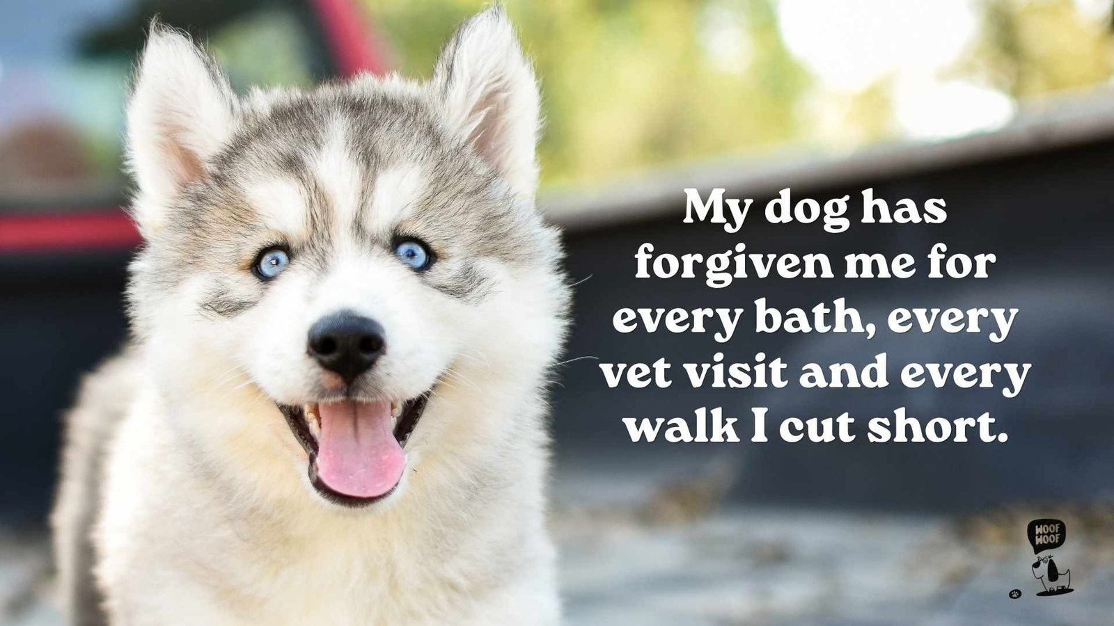 Unconditional Dog Love Quotes About Forgiveness