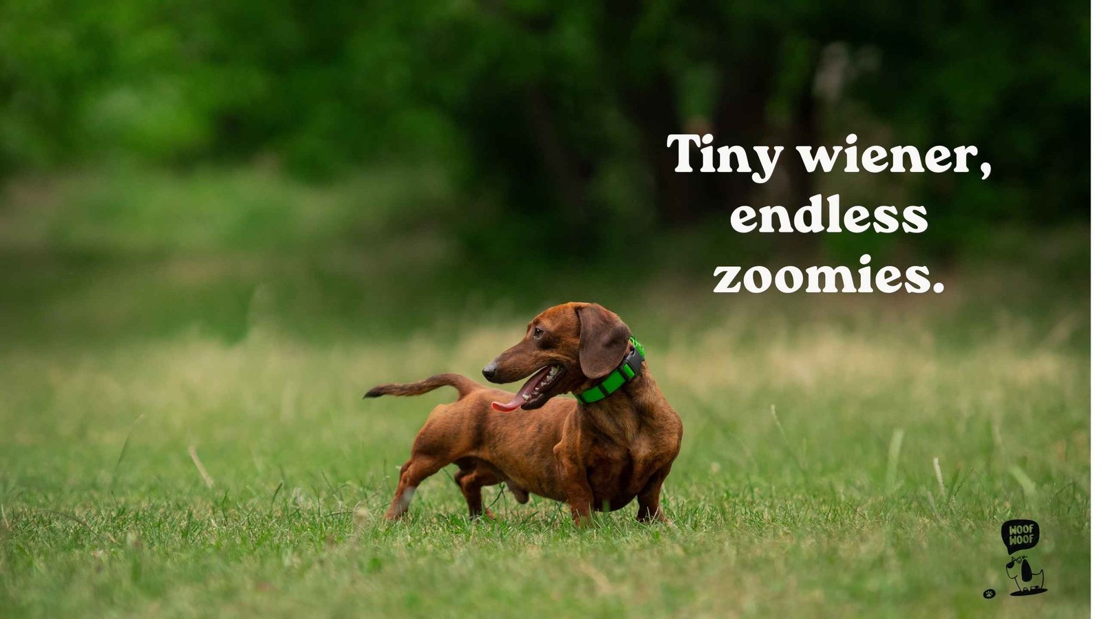 Wiener Dog Puppy and Senior Doxie Quotes