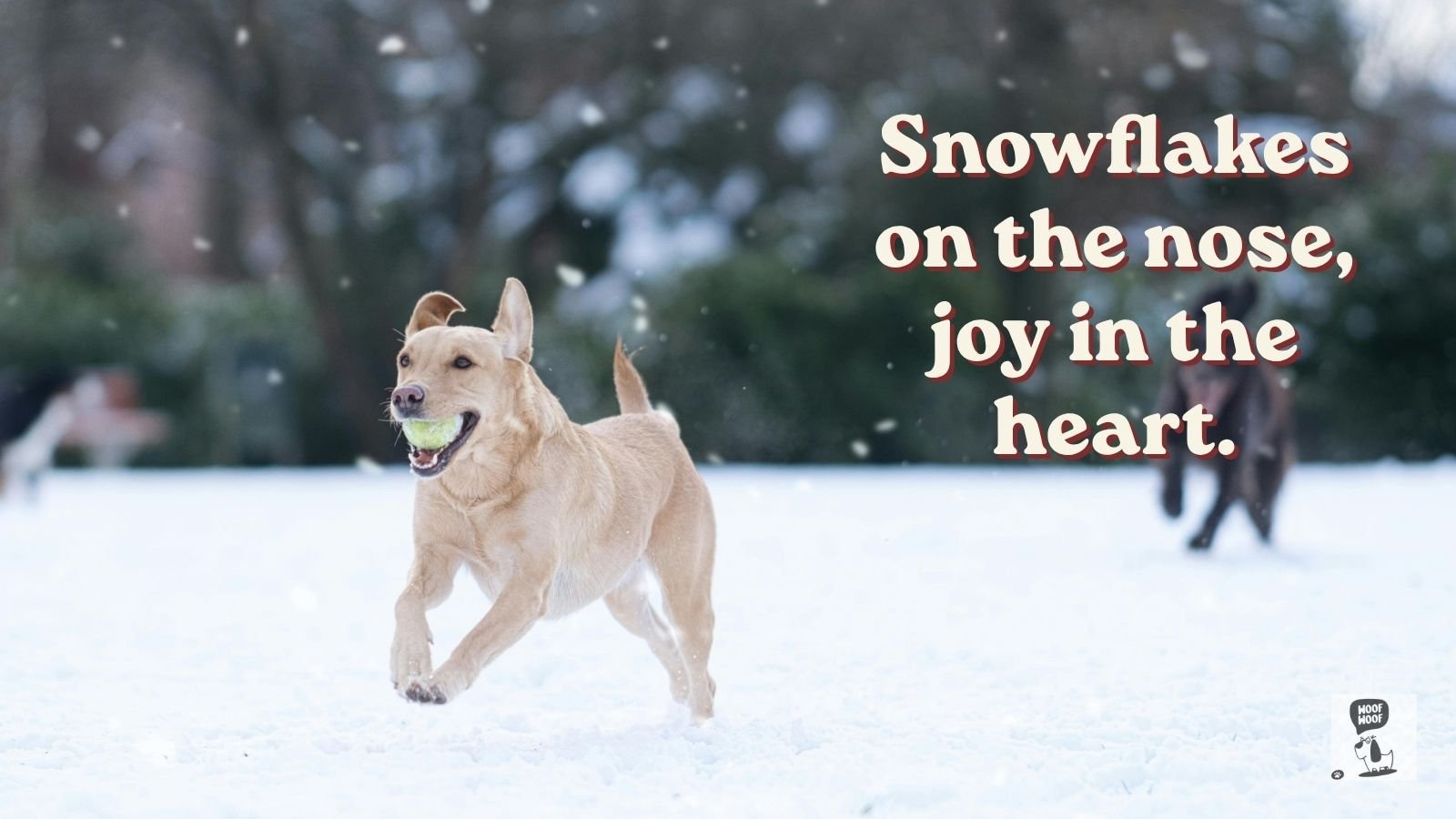 Winter and Snow Dog Quotes