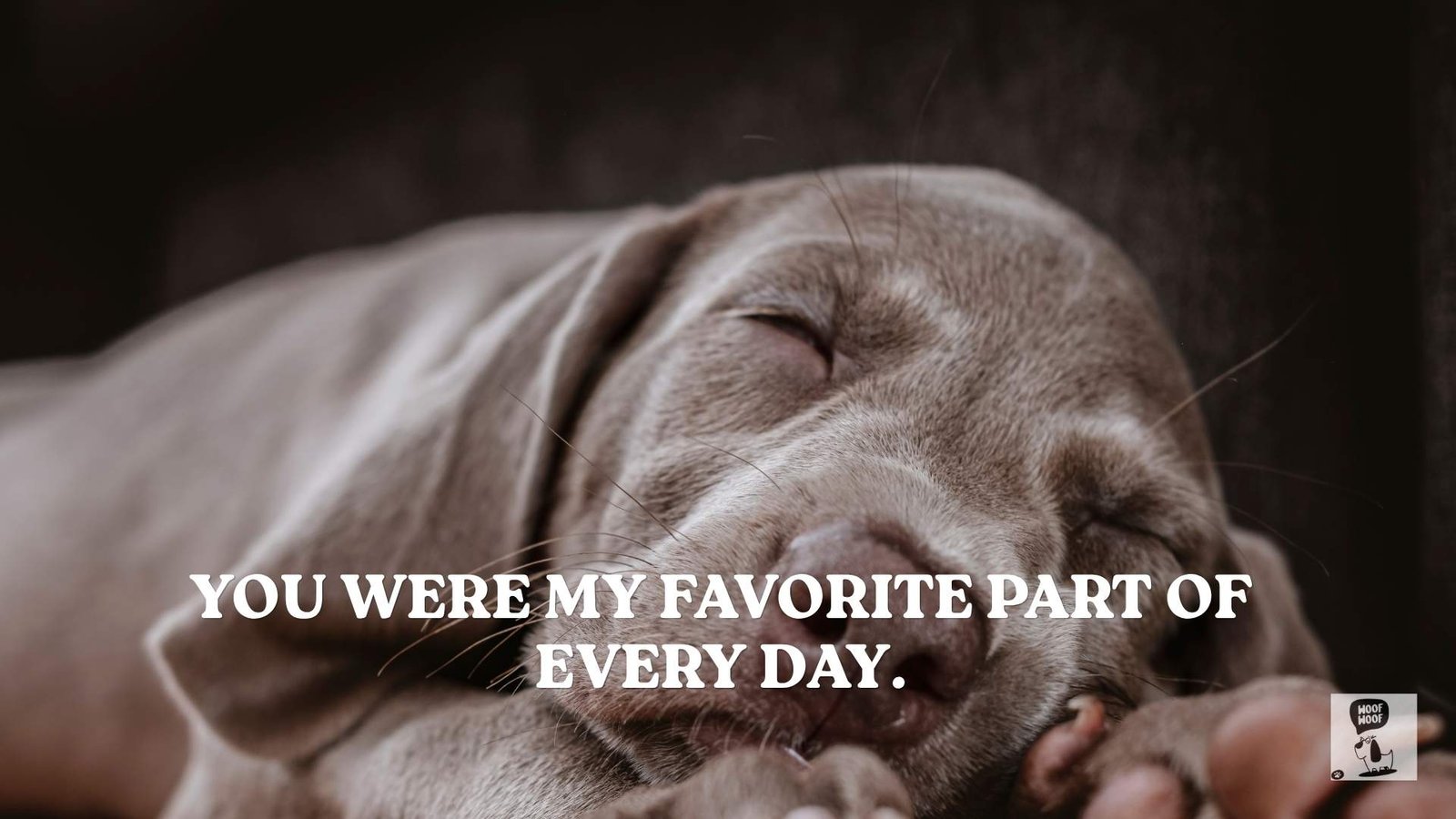 Words to Whisper to Your Dog When It's Time